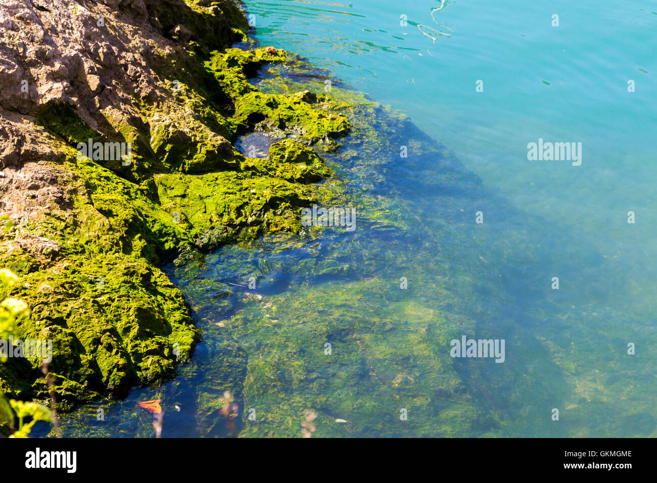 Kristallklares blaues Wasser entlang Felsen mit Algen Stockfoto