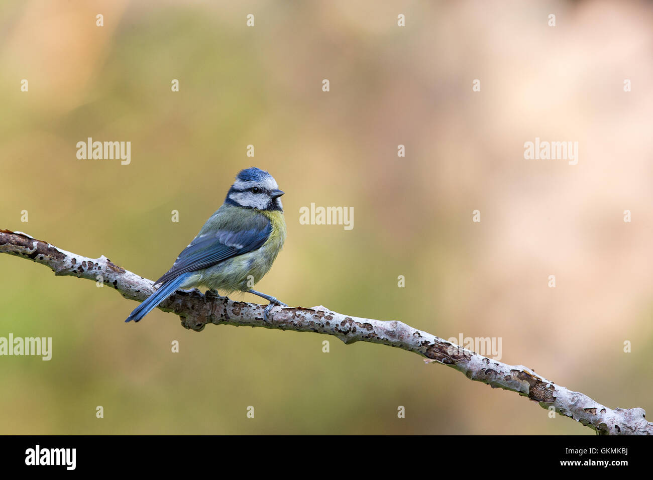 Blaumeise auf einem Ast. Stockfoto