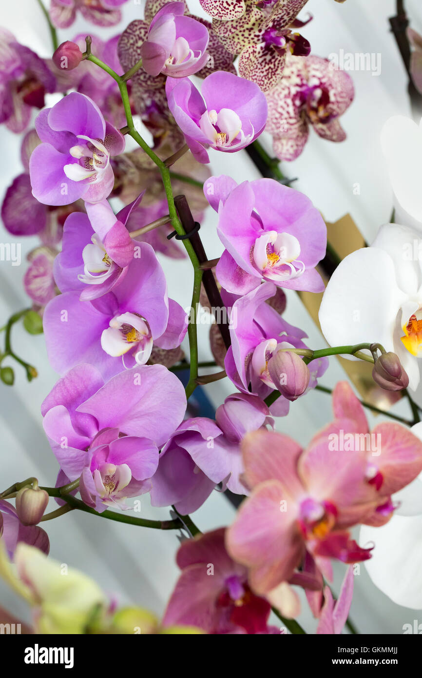 Nahaufnahme von Orchideen. Stockfoto