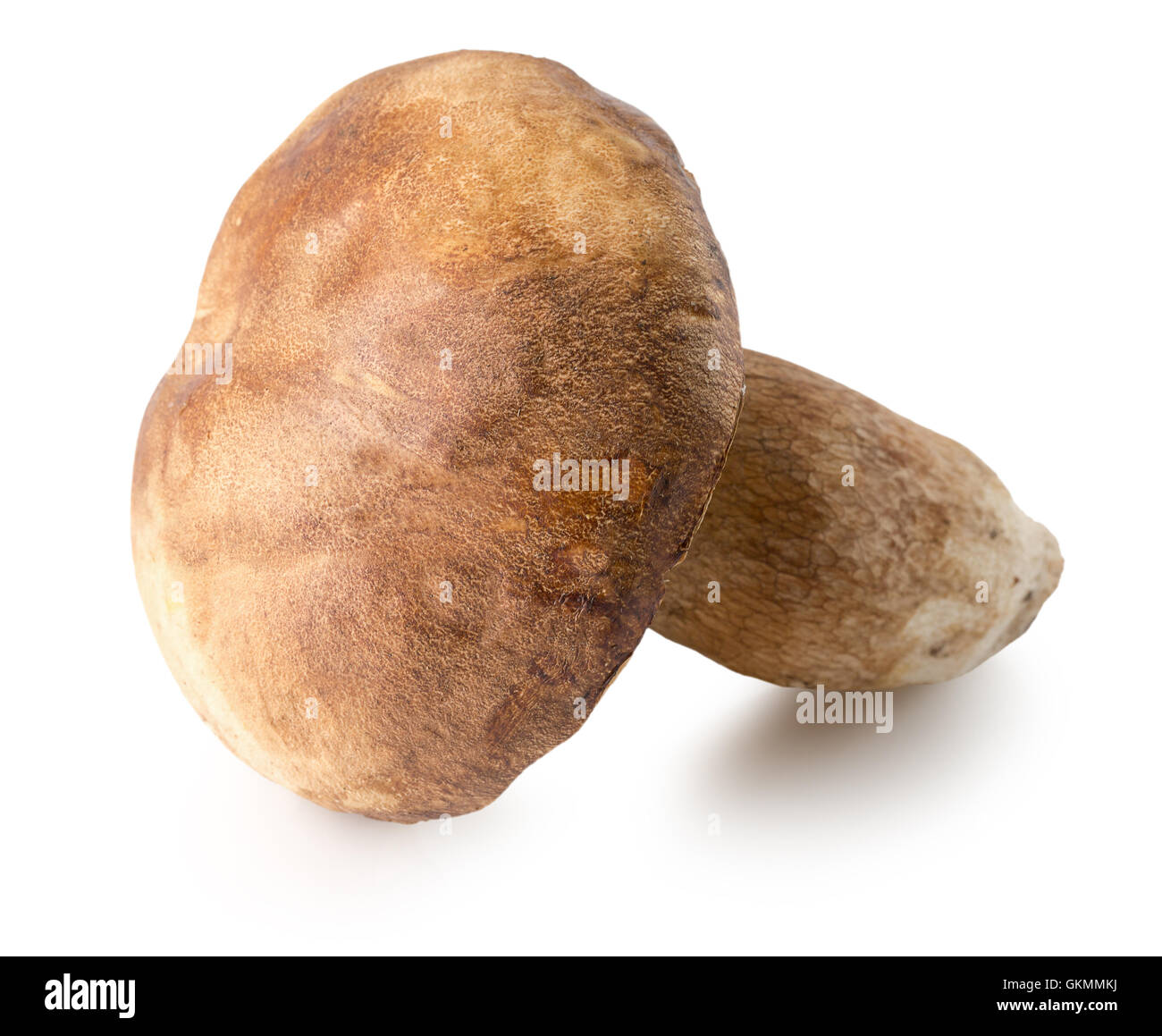 Champignon auf dem weißen Hintergrund isoliert. Stockfoto