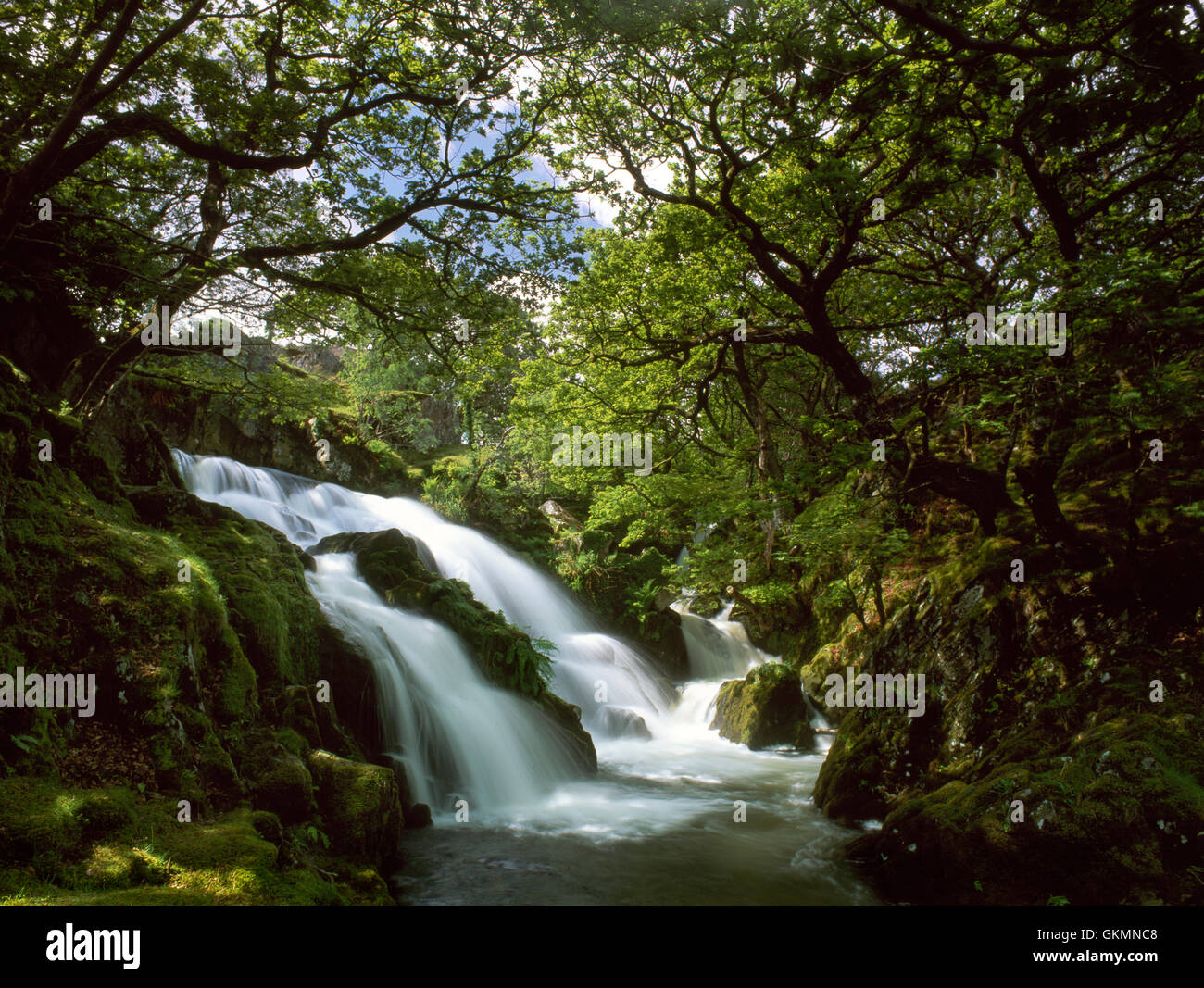 Ceunant Bach Wasserfall am Fluss Afon Arddu. Ein kleiner Bergbach am Rande des Snowdonia, bei Flut nach Starkregen, Gwynedd, Wales, UK Stockfoto