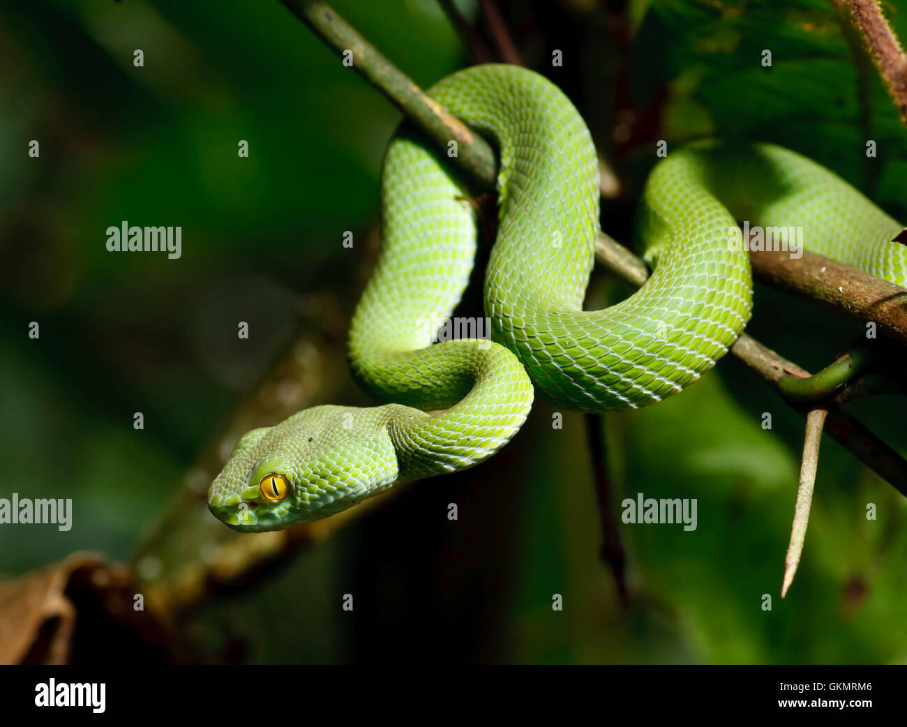 Grüne Schlange im Regenwald Stockfoto