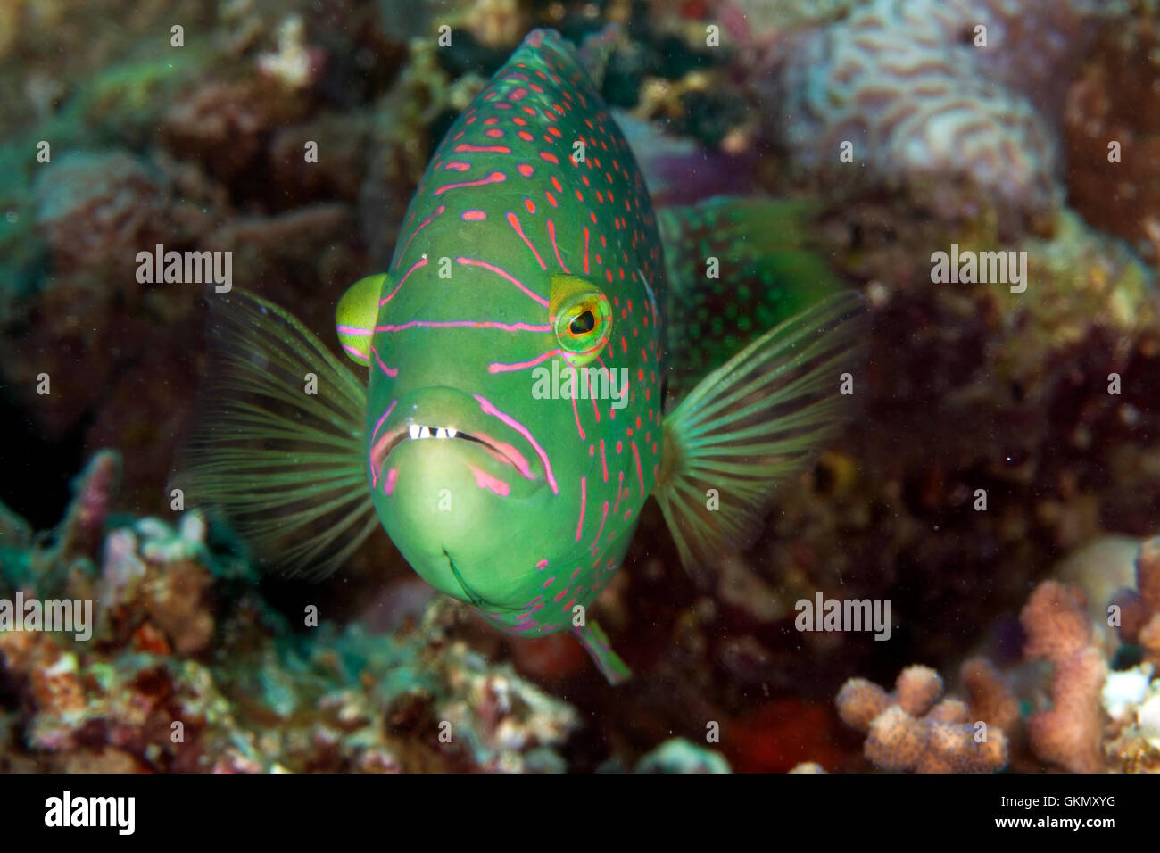 Abudjubbe Lippfisch (Cheilinus Abjubbe) im Roten Meer. Stockfoto