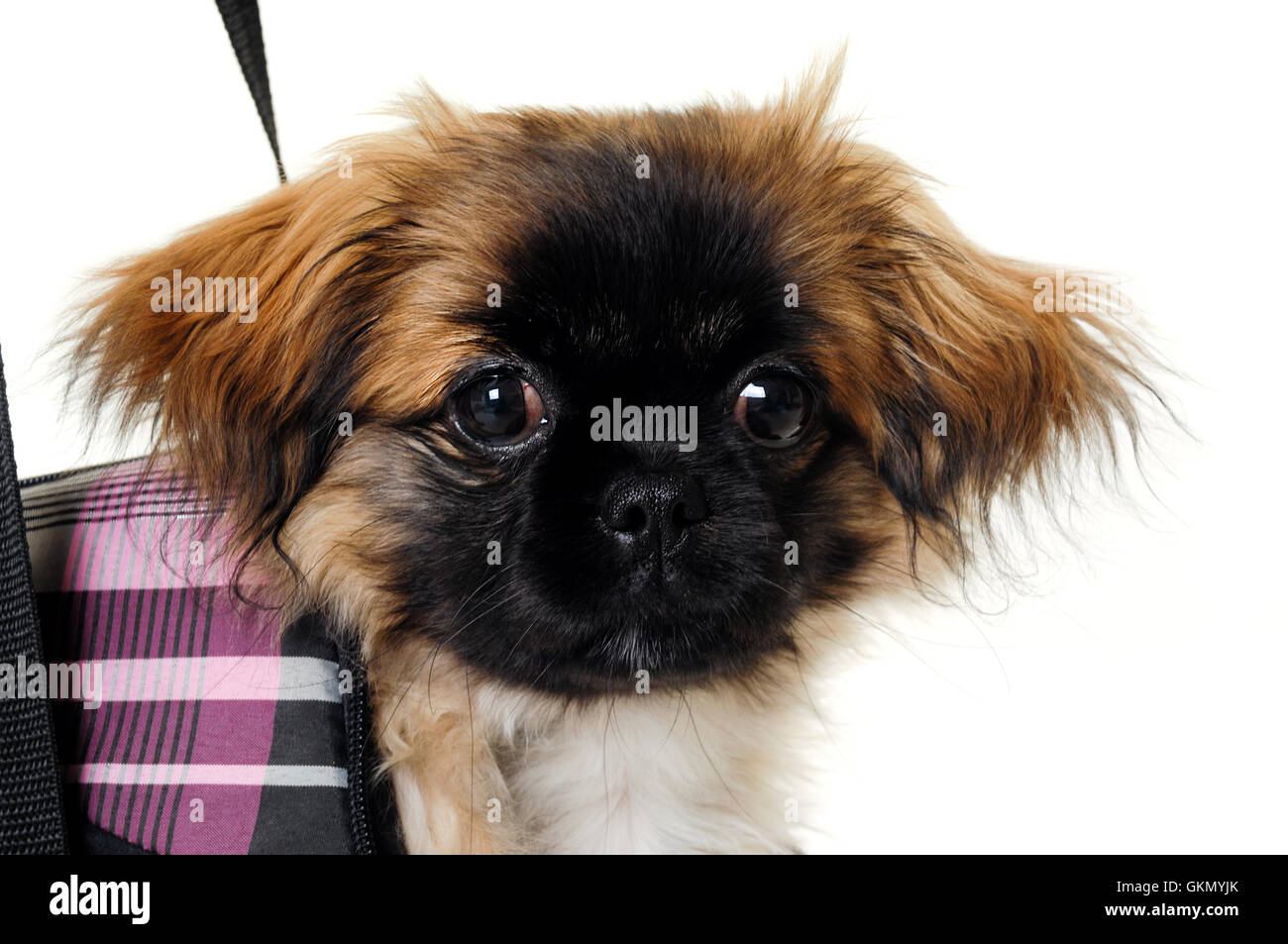 Pekingese Chihuahua Stockfotos und -bilder Kaufen - Alamy