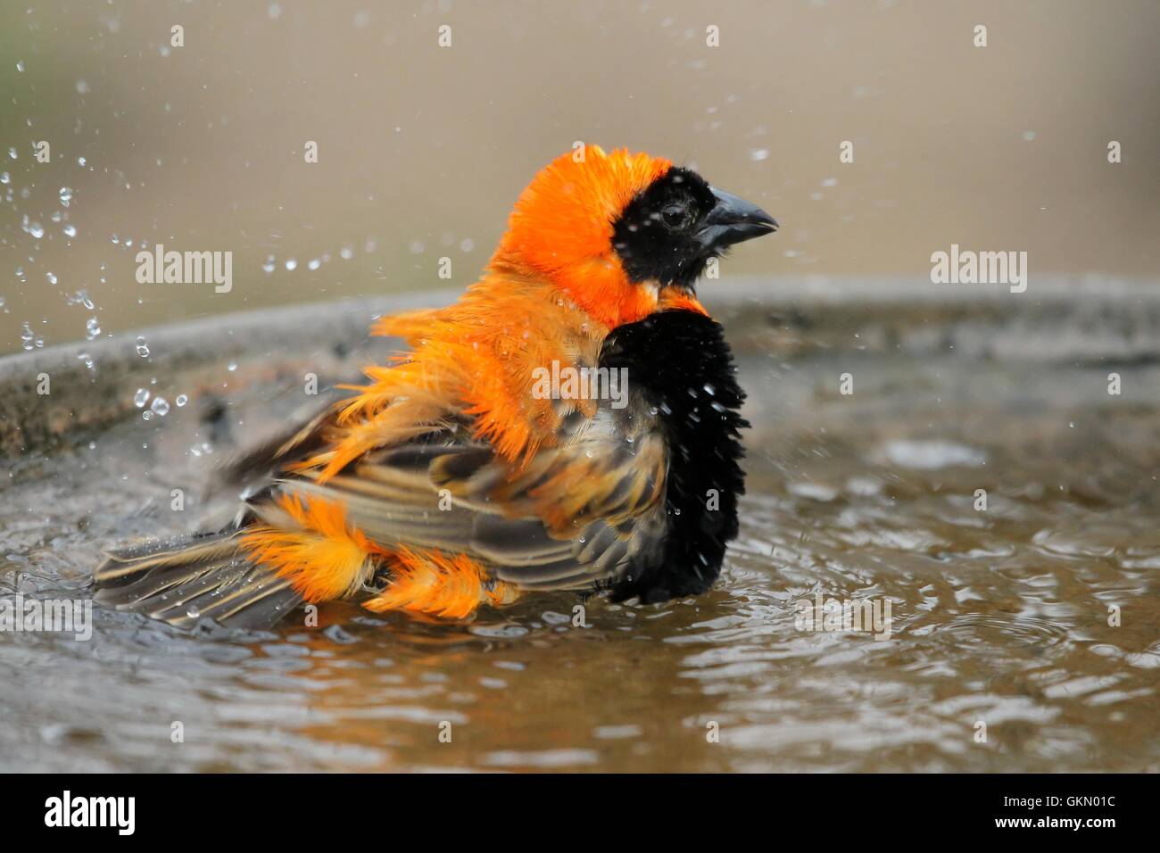 Vogel, Baden Stockfoto