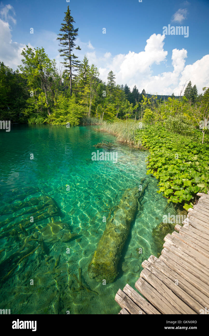 Holzsteg, gesäumt von Pestwurze (Petasites SP.), entlang des Flusses Korana (Nationalpark Plitvicer Seen - Kroatien). Blaues Wasser. Stockfoto