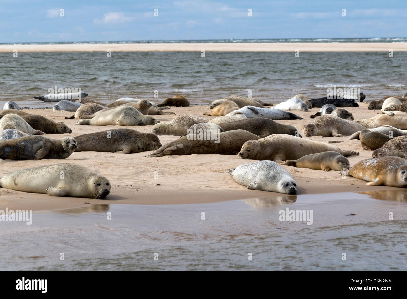 Gemeinsame und graue Dichtungen ruht auf den Dünen am Blakeney Point an der Küste von Norfolk Stockfoto