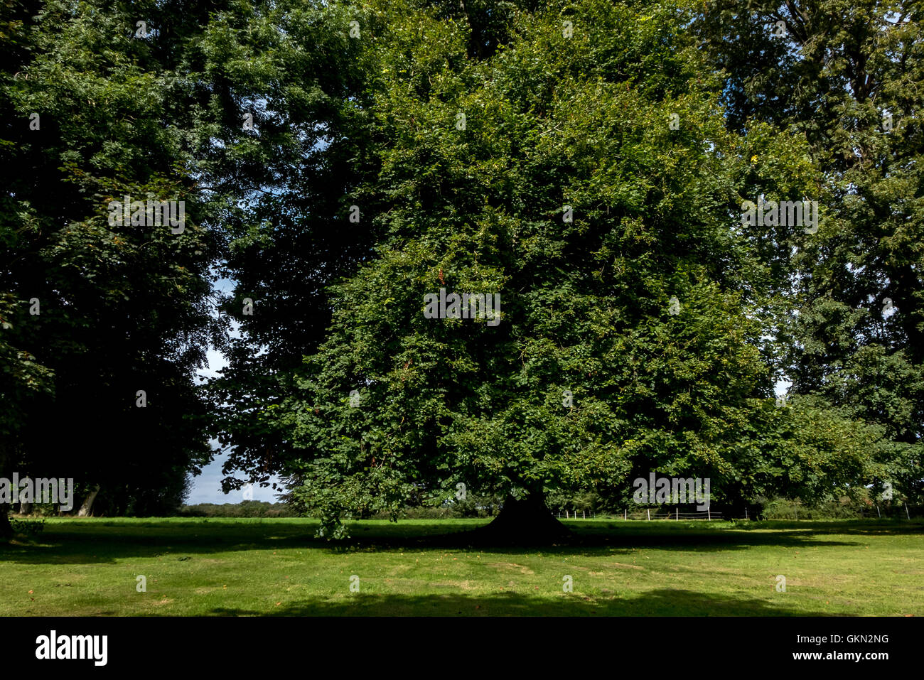Riesigen Baum auf dem Gelände von Schloss Grosfy in der Normandie, Frankreich. Stockfoto