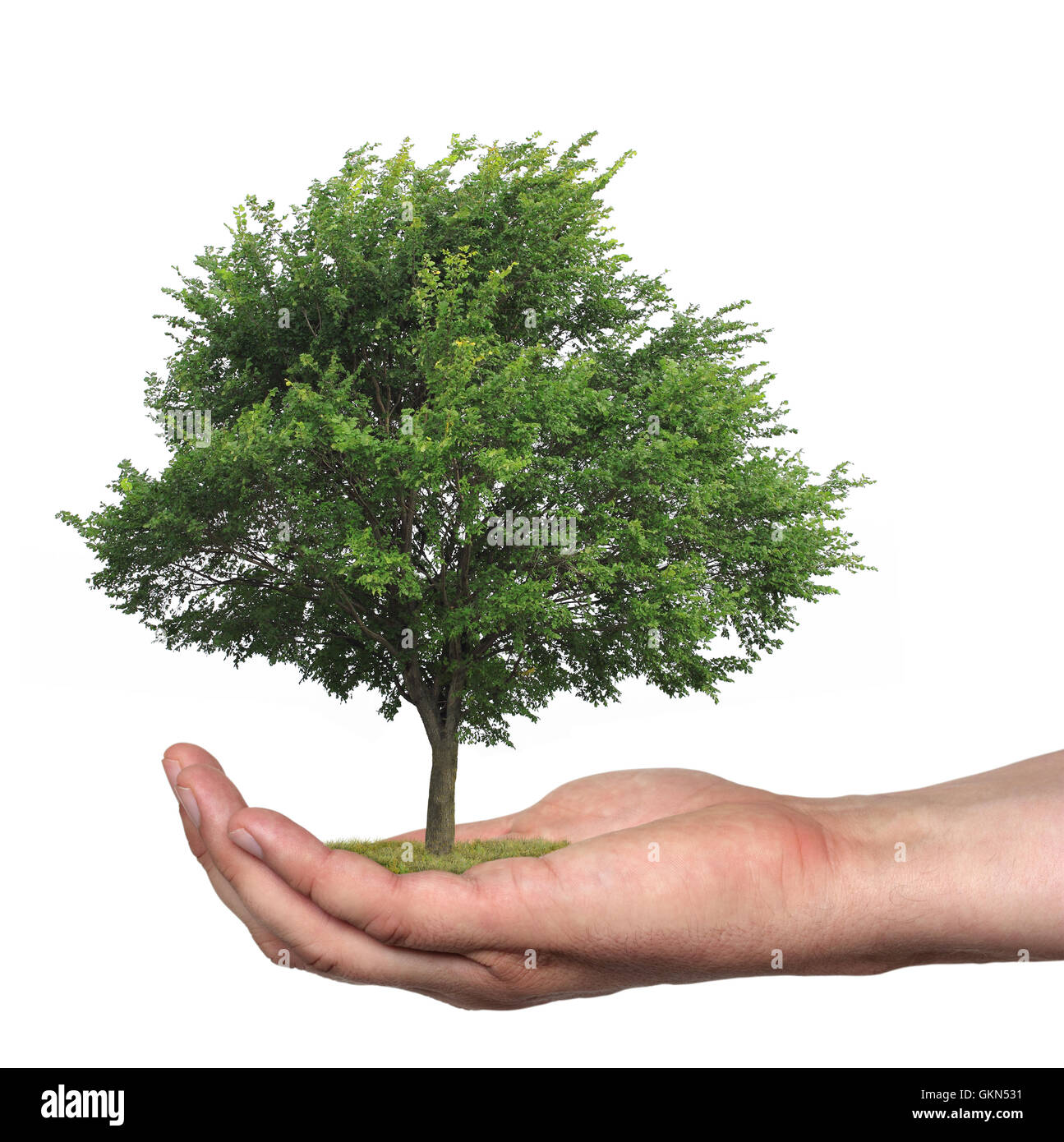 Baum in einer Hand, isoliert Stockfoto