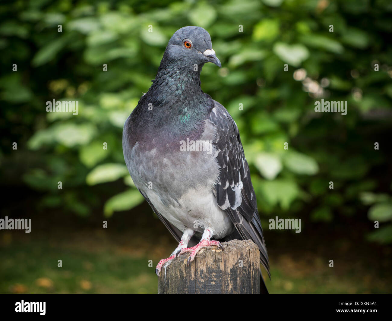 Tauben Verbreiten Krankheit Stockfotos und bilder Kaufen Alamy