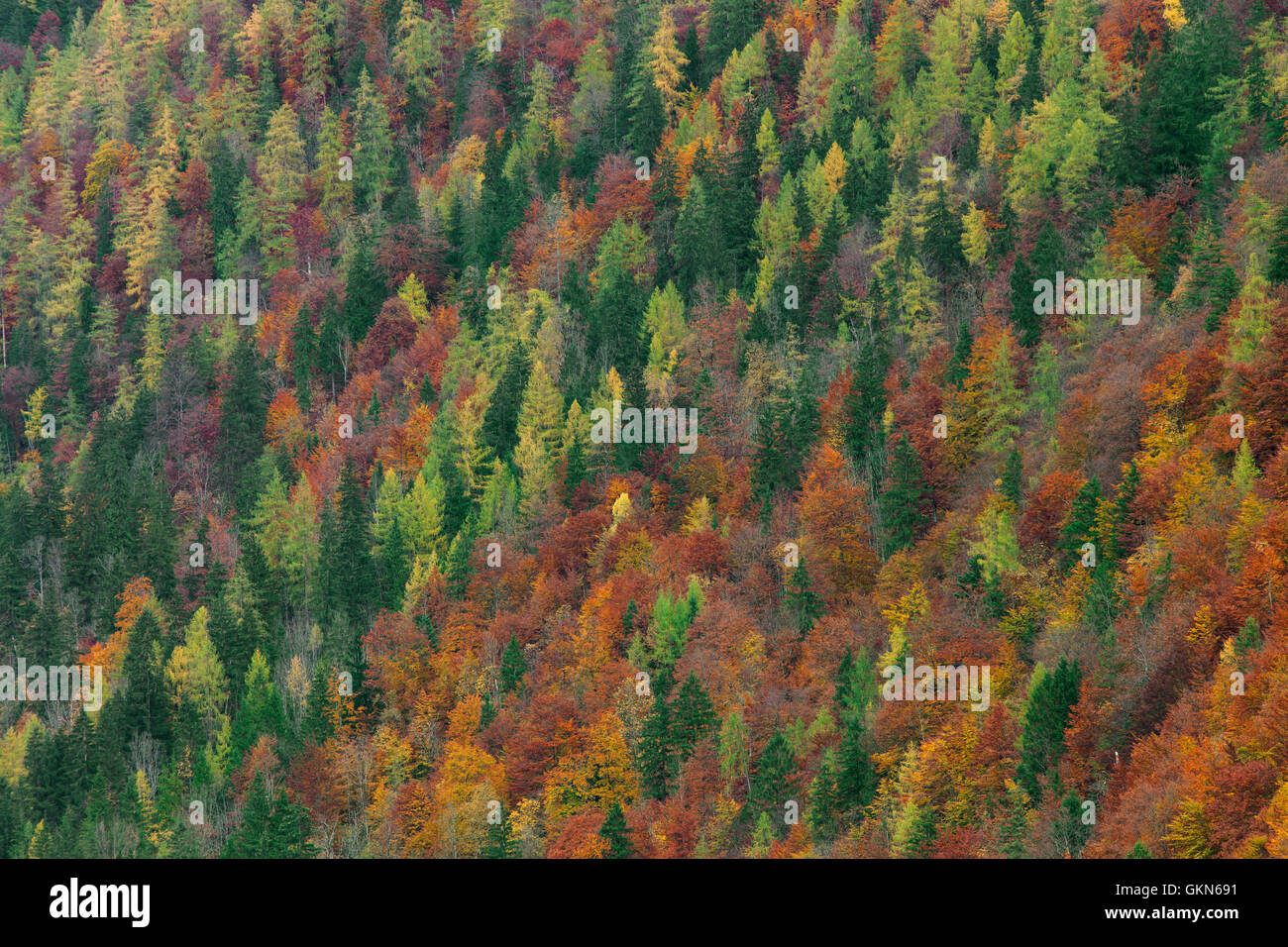 Mischwald mit Laub von Laubbäumen in bunten Herbstfarben Stockfoto