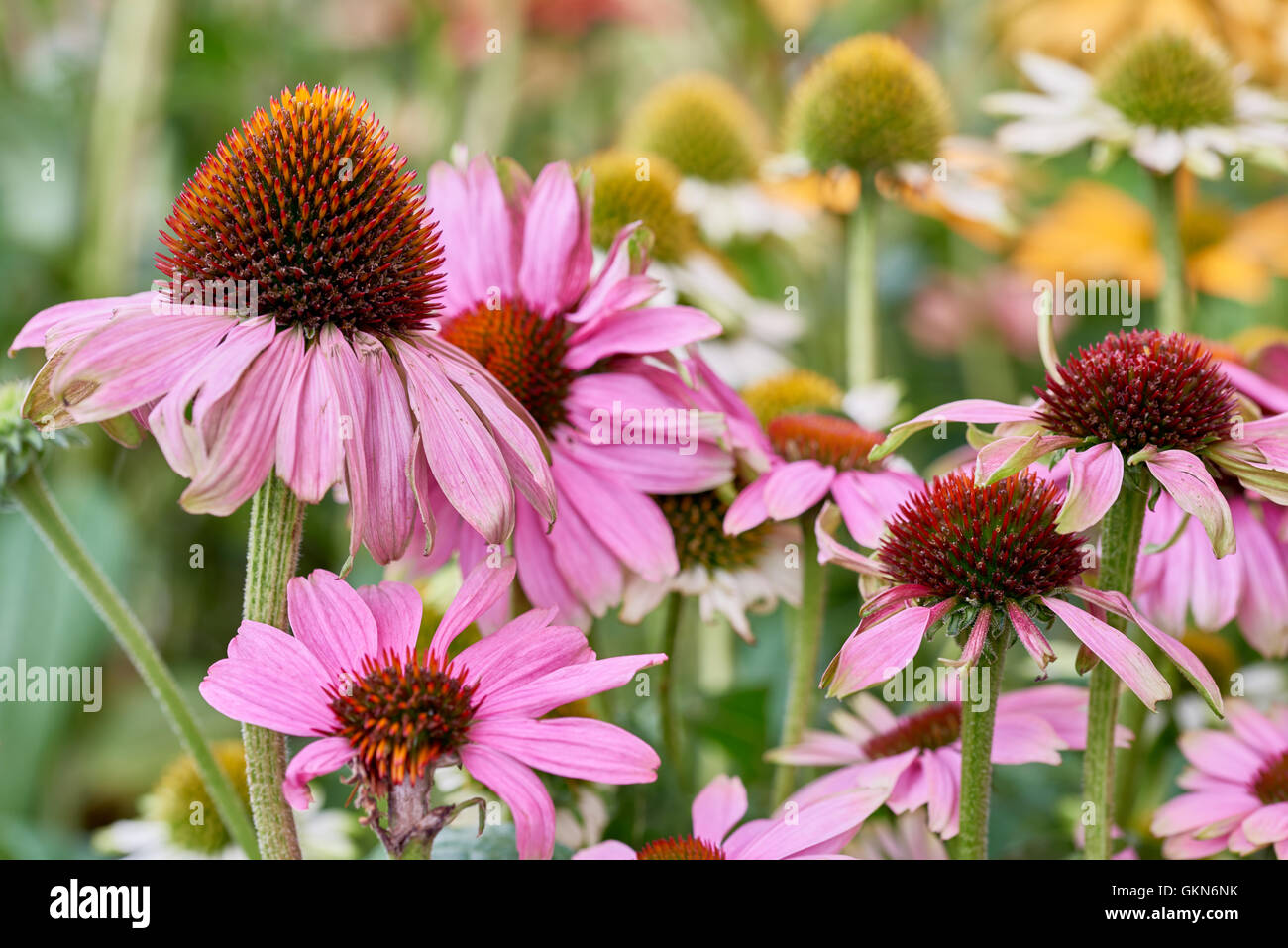 Details der rose welken Blumen im Garten mit Hintergrund-soft-Fokus. Stockfoto