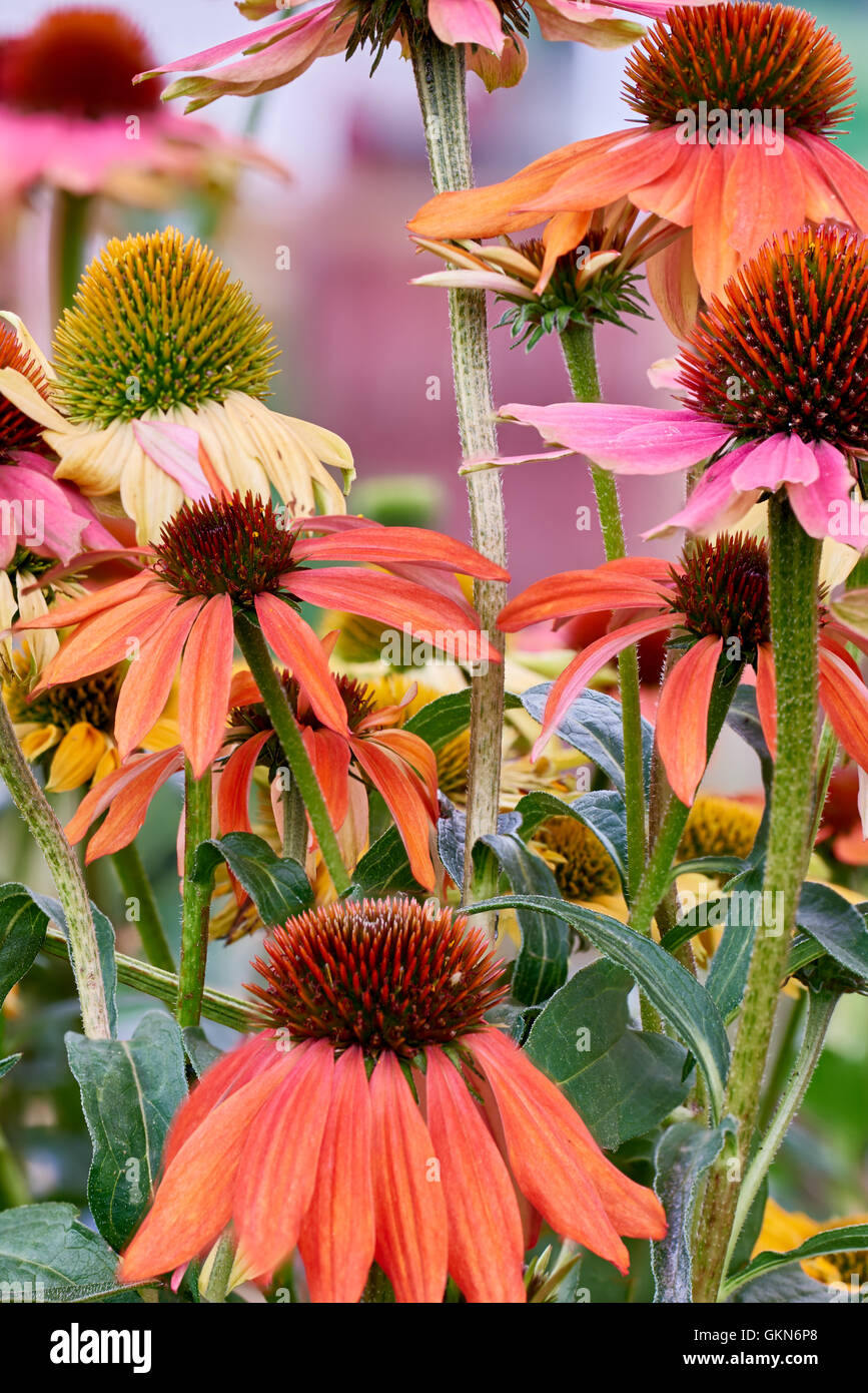 Details von gemischten Rosenblüten im Garten mit Hintergrund-soft-Fokus. Stockfoto