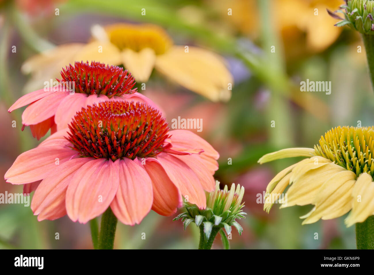 Zwei stiegen die farbigen Blüten der Blumen im Garten mit Hintergrund-soft-Fokus. Stockfoto