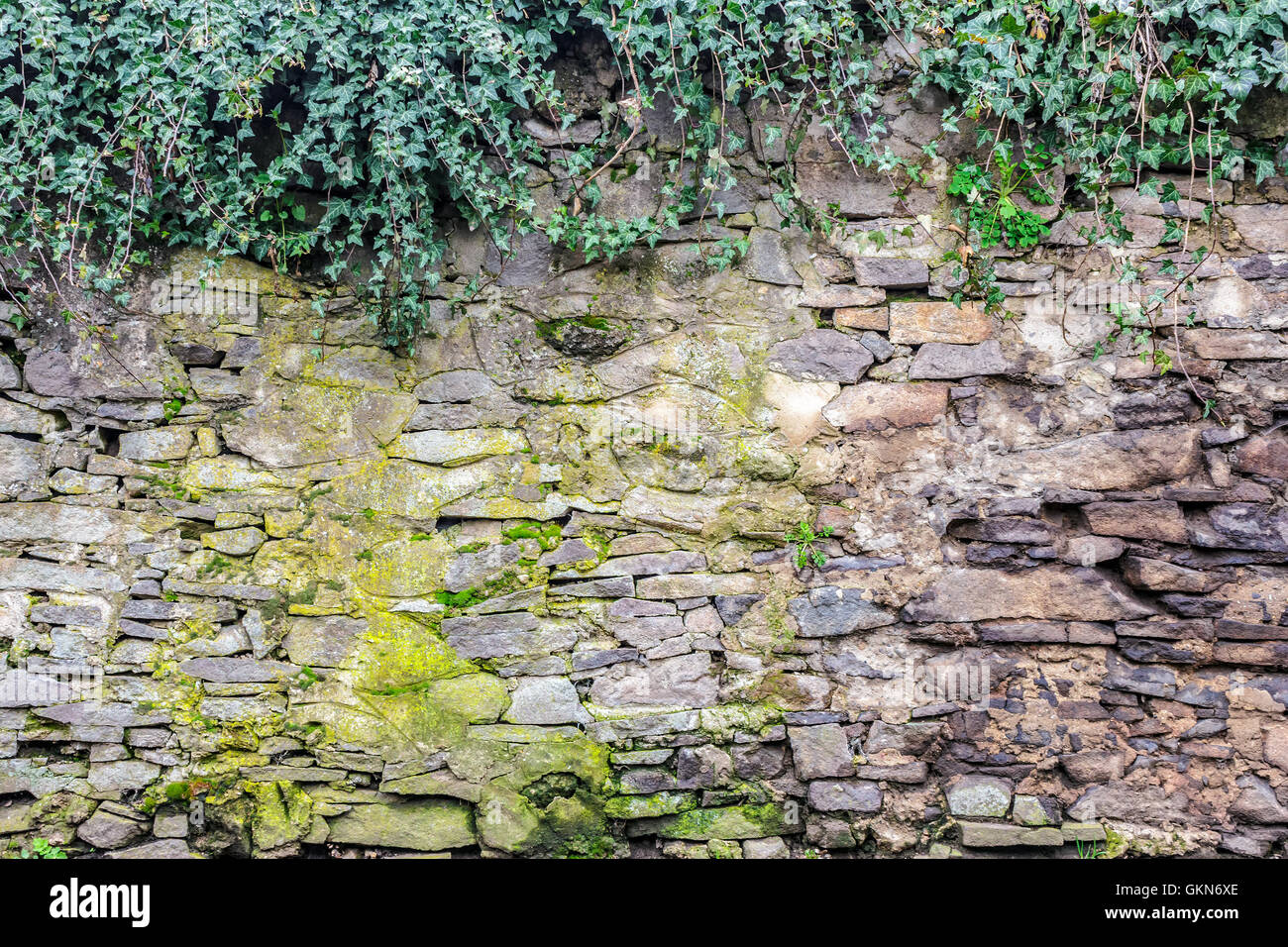 massive Wand aus Stein, auf denen die grüne Efeu wächst Stockfoto