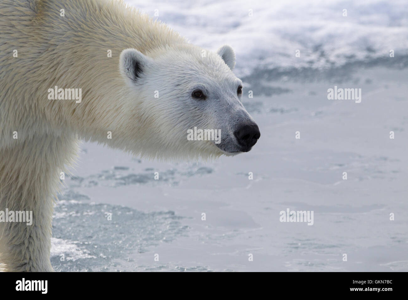 Gesicht der Eisbär in Nahaufnahme Stockfoto