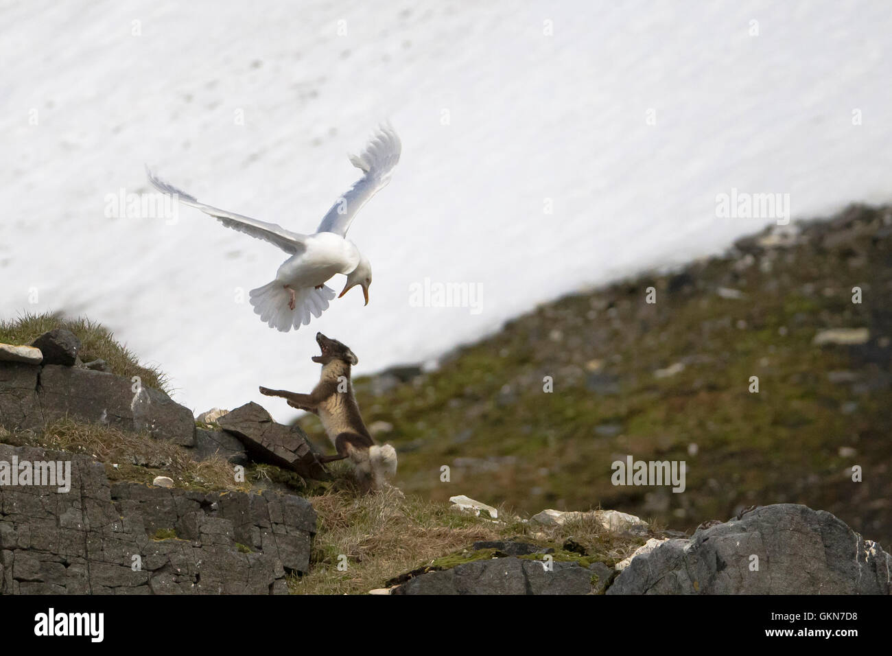 Glaucous Gull und Polarfuchs Konfrontation Stockfoto