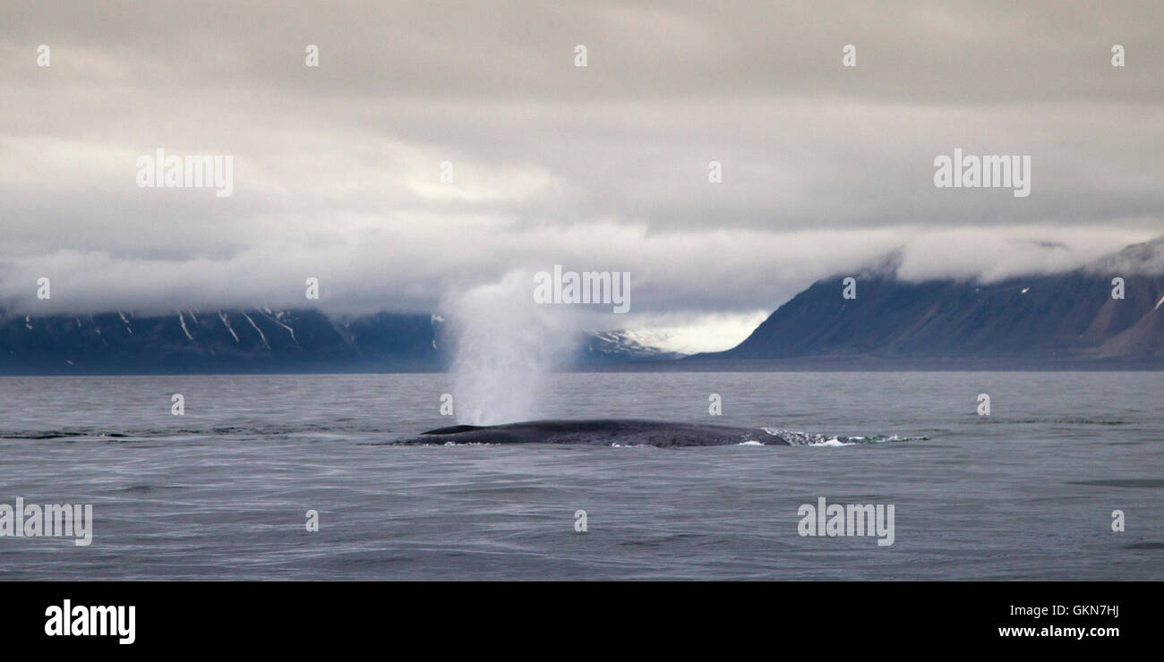 Blauwale in den Gewässern von Spitzbergen. Arktische Norwegen Stockfoto