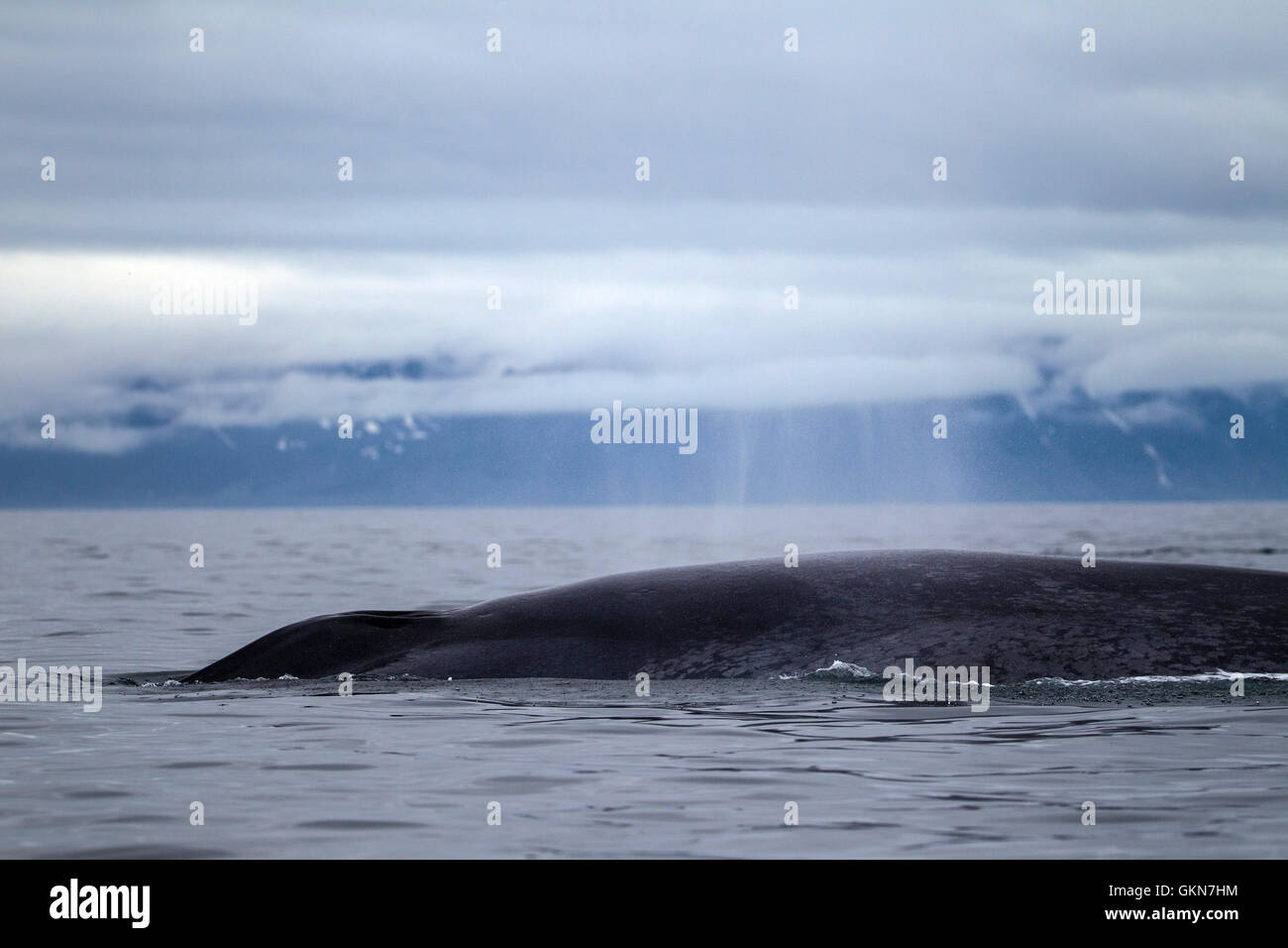 Blauwale in den Gewässern von Spitzbergen. Arktische Norwegen Stockfoto