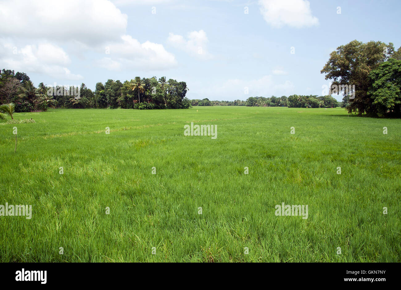 Das Bild des Reisfeld, Champakullam, Alleapy, Kerala, Indien Stockfoto