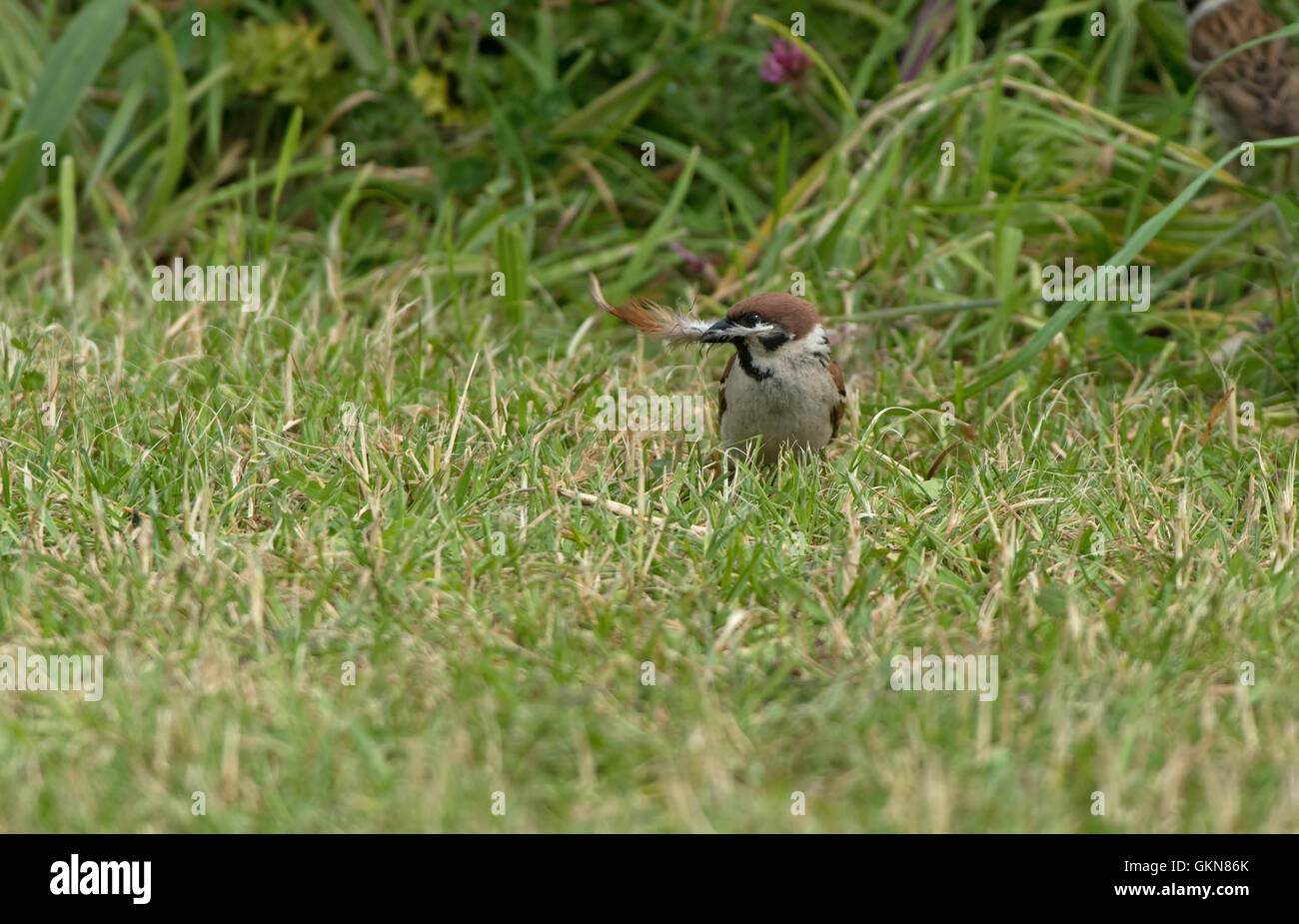 Eurasische Tree Sparrow-Passer Montanus sammelt eine Feder für Nistmaterial. UK Stockfoto