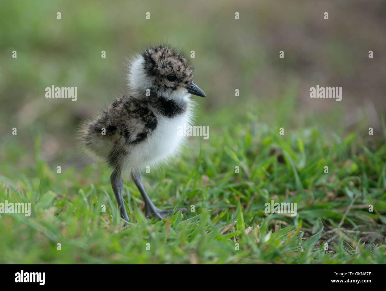 Kiebitz Küken - Vanellus Vanellus. UK Stockfoto