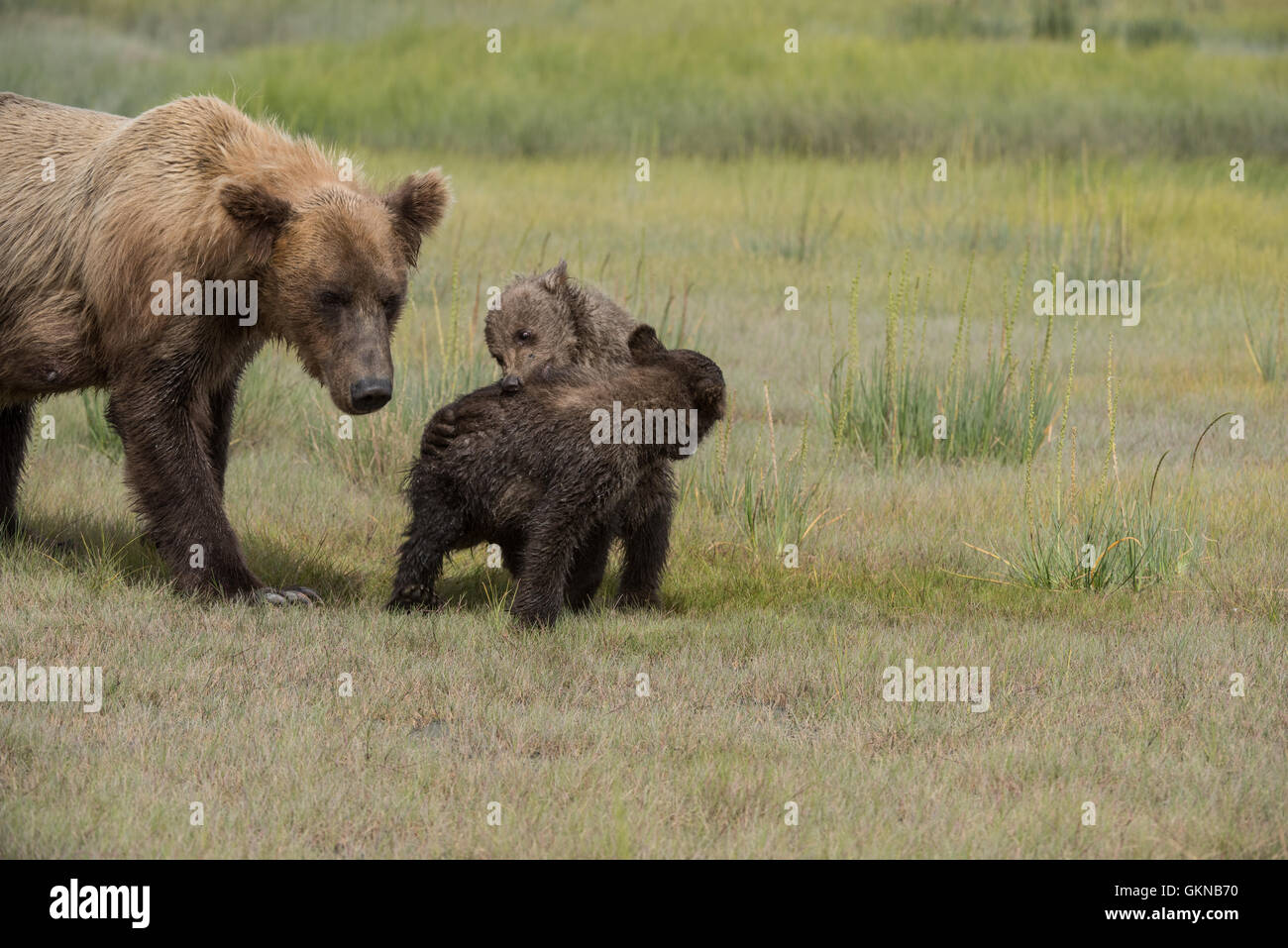 Alaskan Braunbär Jungen spielen Stockfoto