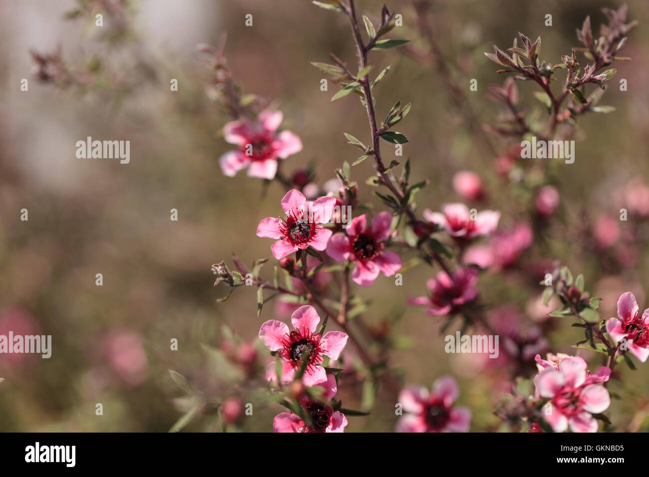 Kleine rosa Blüten auf einem Leptospermum Teebaum Strauch wächst in