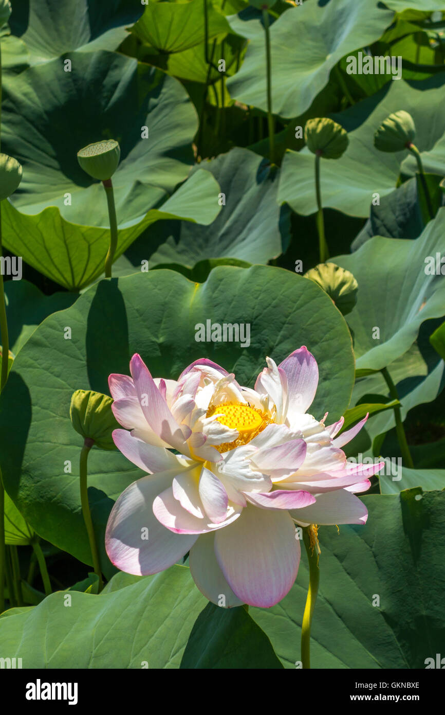 Lotus in Washington DC Kenilworth Park und Aquatic Gardens Stockfoto