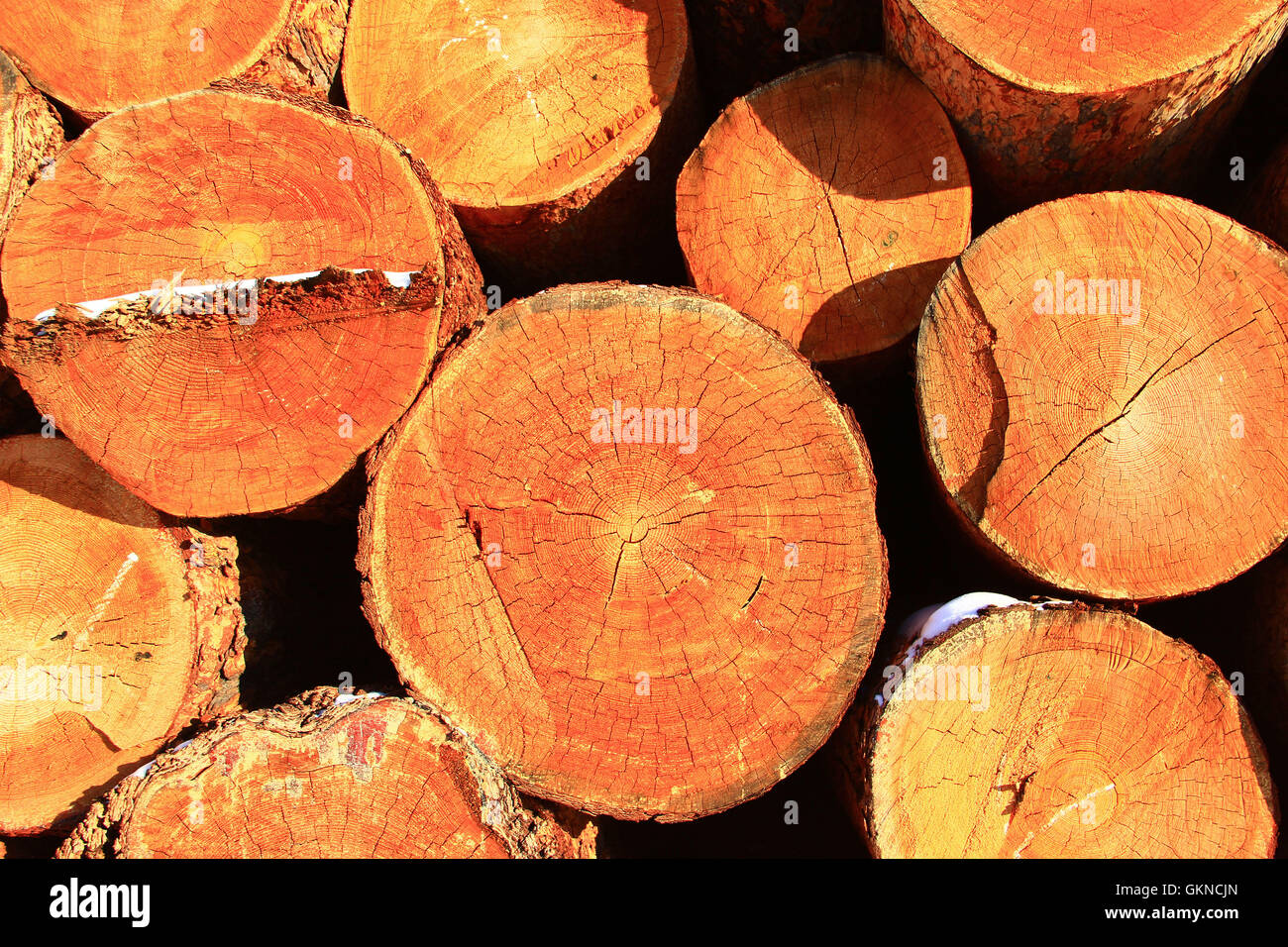 Ansammlung von Holz auf dem Wald-Hof von Greater Hailar Range, China Stockfoto