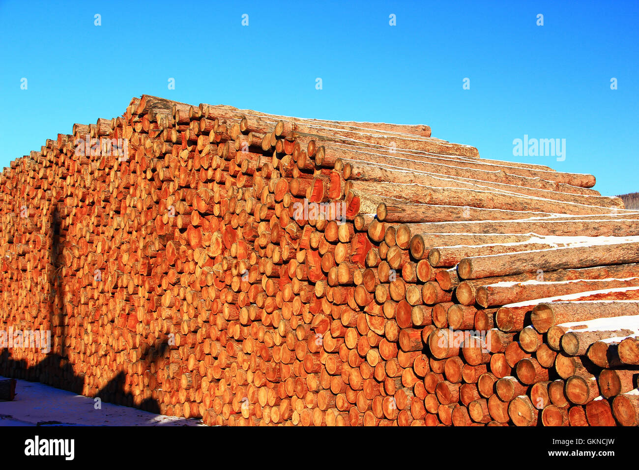 Ansammlung von Holz auf dem Wald-Hof von Greater Hailar Range, China Stockfoto