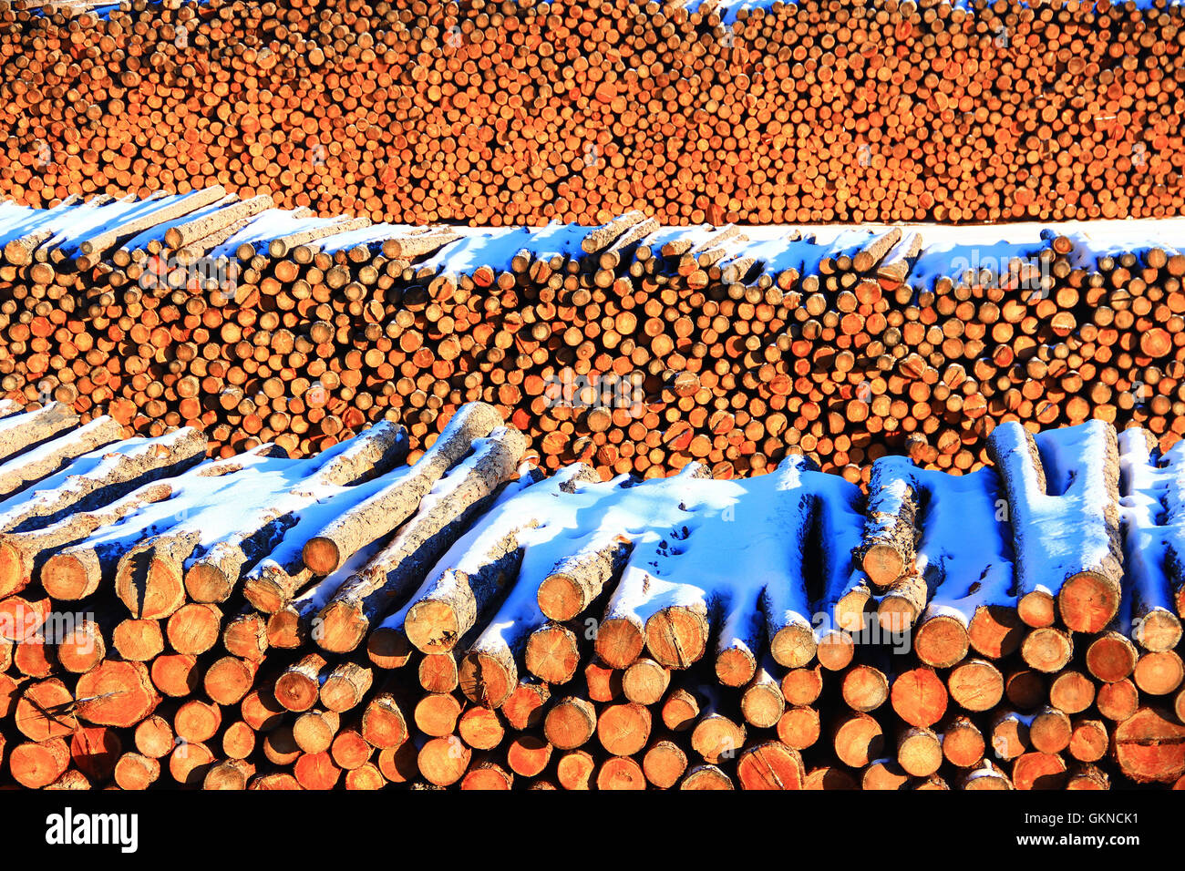 Ansammlung von Holz auf dem Wald-Hof von Greater Hailar Range, China Stockfoto