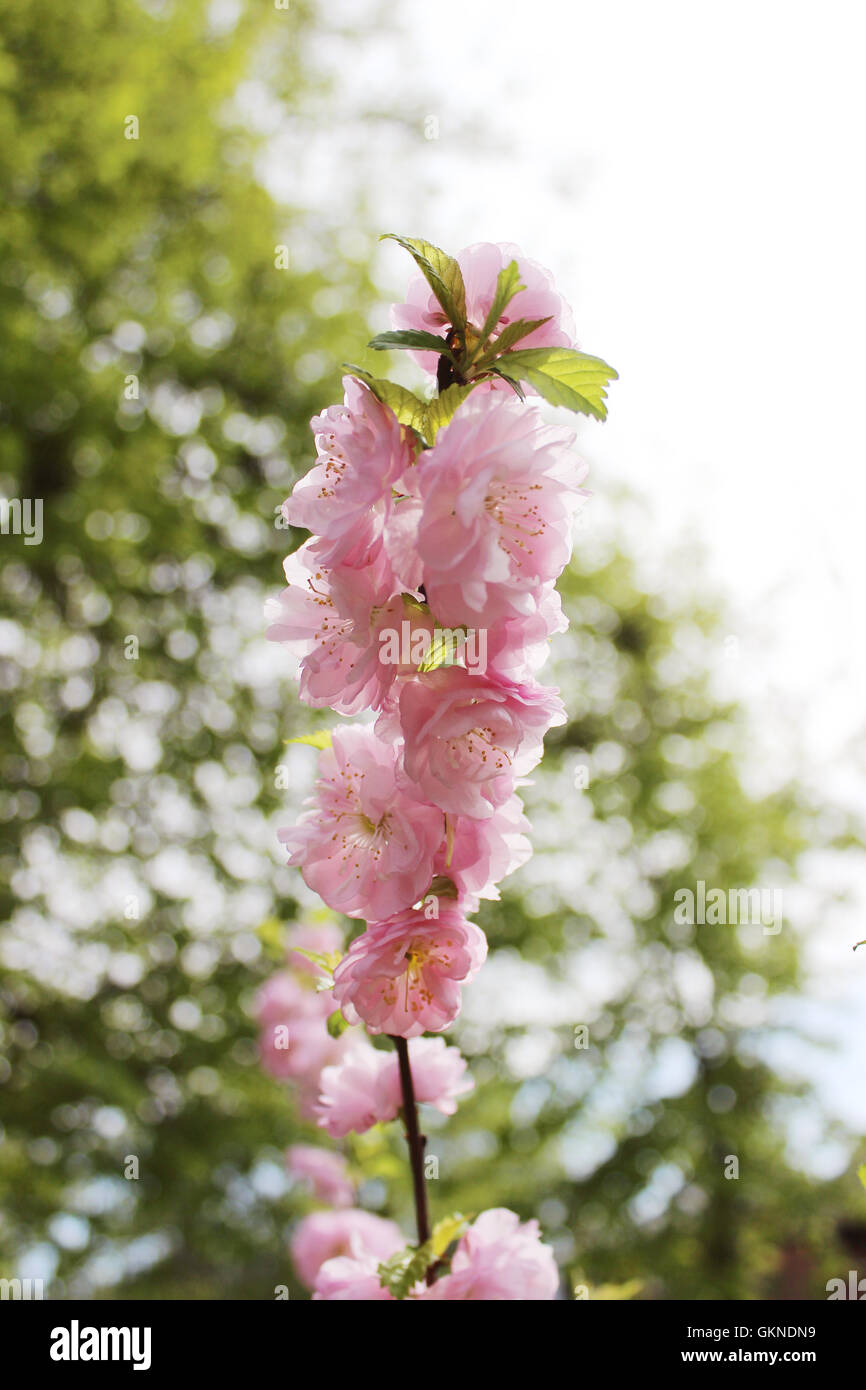 Schöne rosa Frühling Blumen Mandel Prunus Dulcis auf blauen Himmel Hintergrund Closeup erschossen Stockfoto