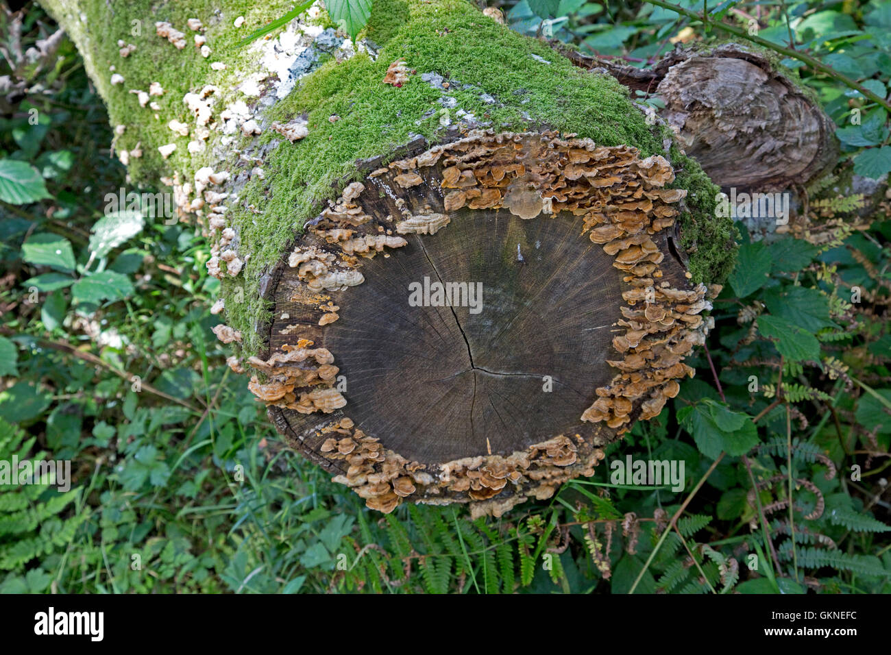 Halterung Pilze wachsen am Ende der Fäulnis anmelden Ynys Hir Naturschutzgebiet in der Nähe von Machynlleth Wales Stockfoto