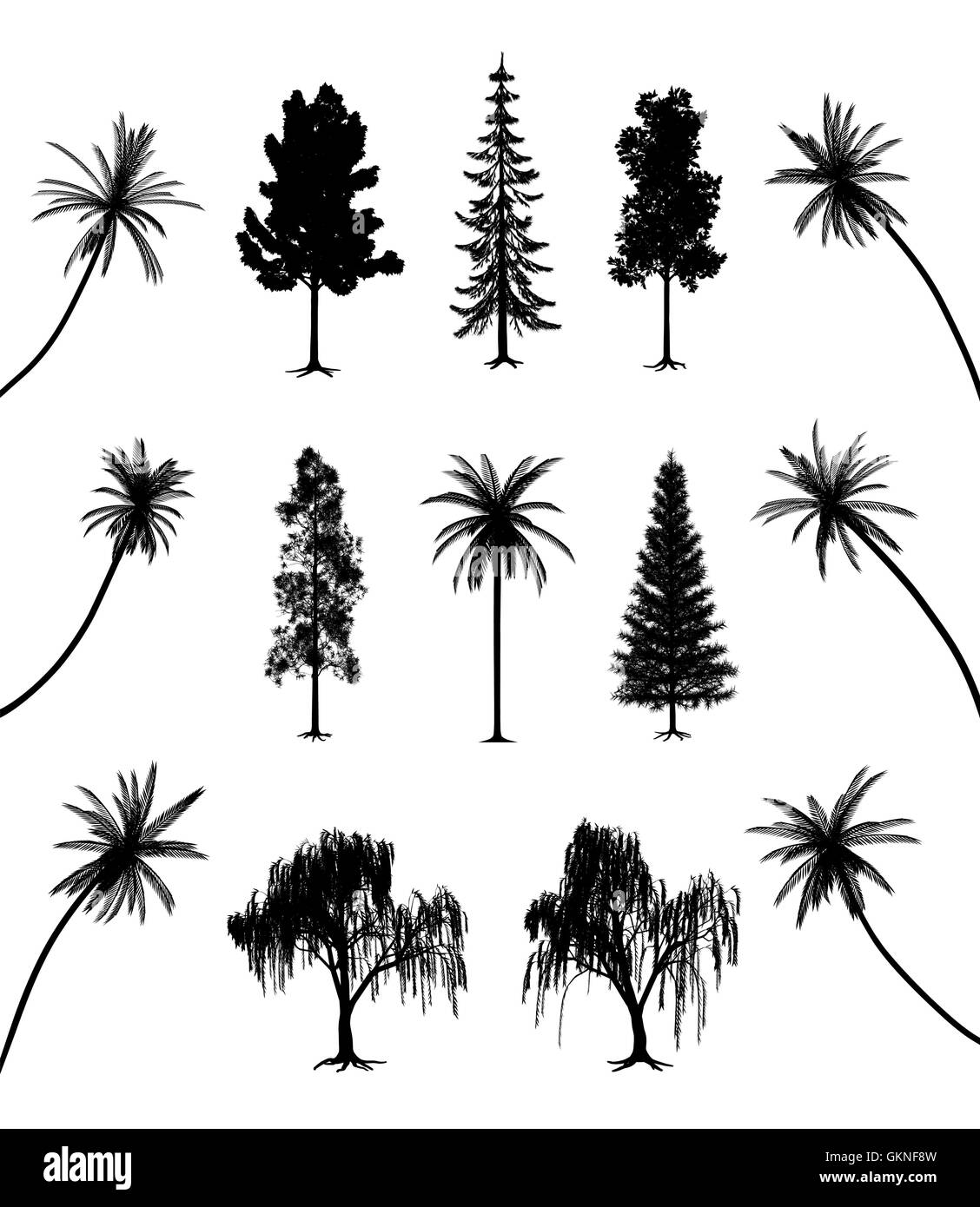 Baum Bäume Kiefer Wurzel Tanne Silhouette Palmen Pflanzen Blatt single-Leben existieren Existenz leben Leben leben Stock Vektor