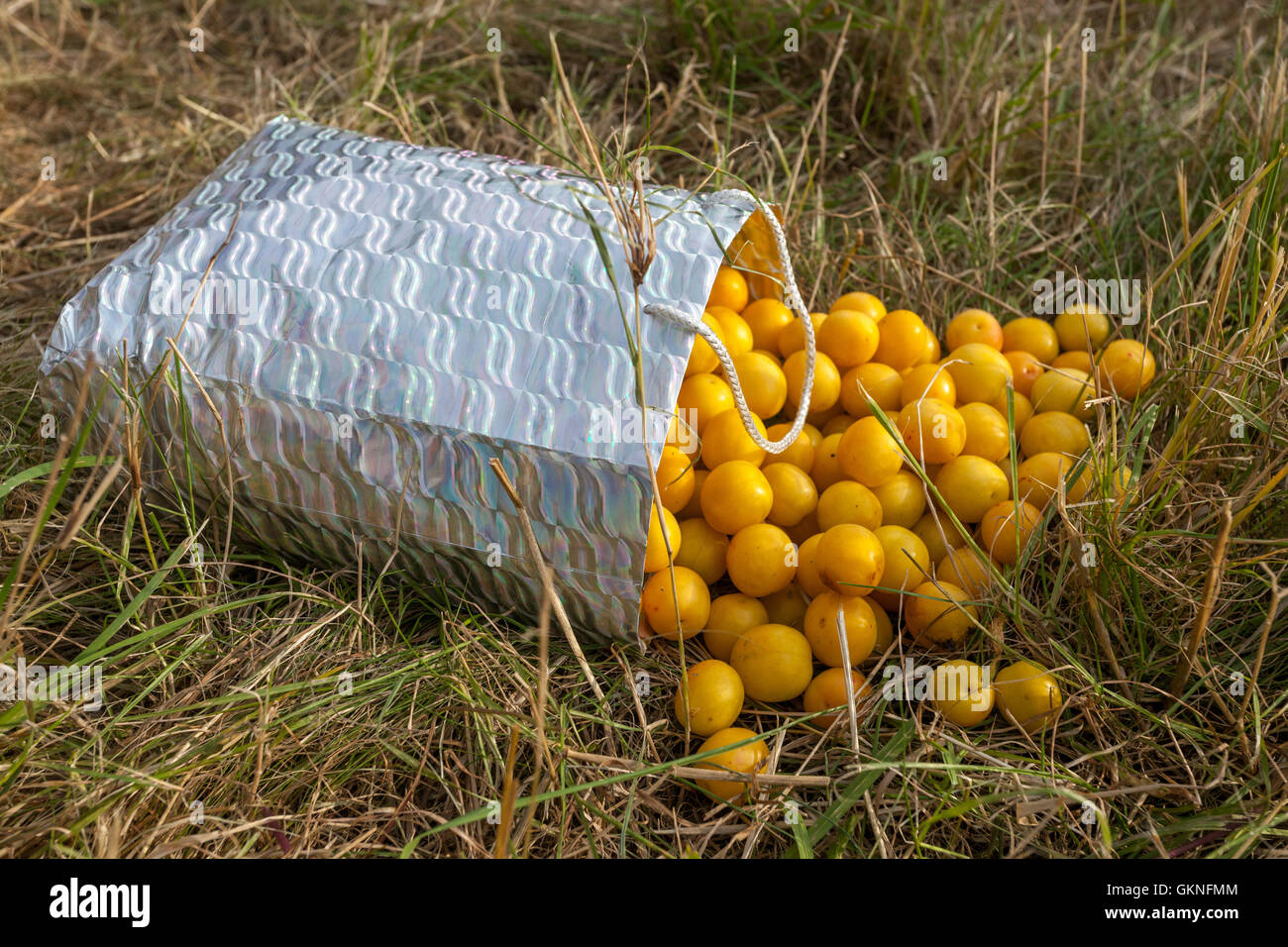 Gelbe Früchte Mirabelle Pflaume, die aus dem Beutel verschüttet Prunus domestica syriaca Stockfoto