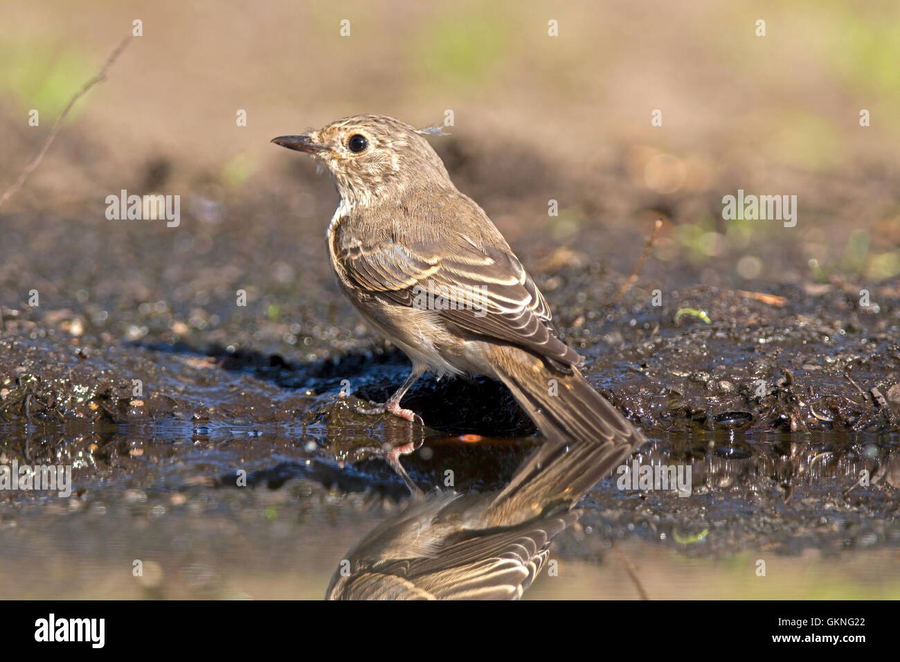 Jung entdeckte Fliegenfänger sitzt an einem Teich, Niederlande Stockfoto