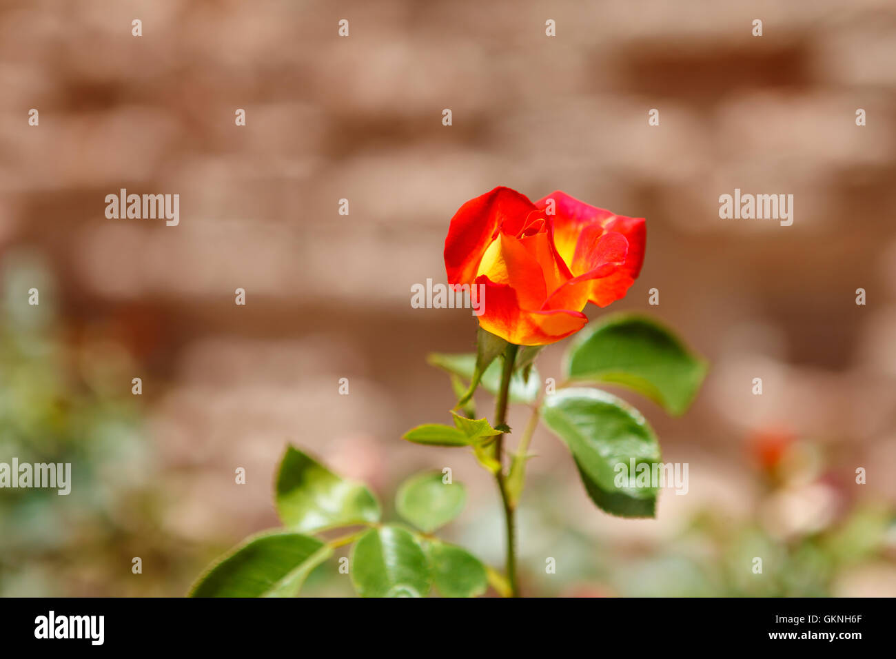 Einzelne orange Rose im marokkanischen Garten Stockfoto