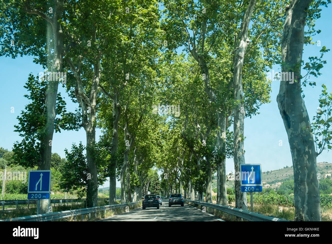 Platanen säumen die Straße, die D118 zwischen Limoux und Couiza in Aude, Südfrankreich, Frankreich, Europa. Stockfoto