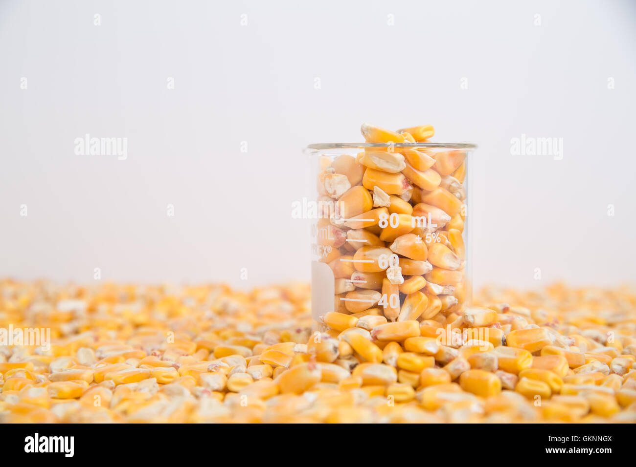 Mais im Becher in der Forschung von Nahrungsmitteln, GVO und Biokraftstoffe Stockfoto