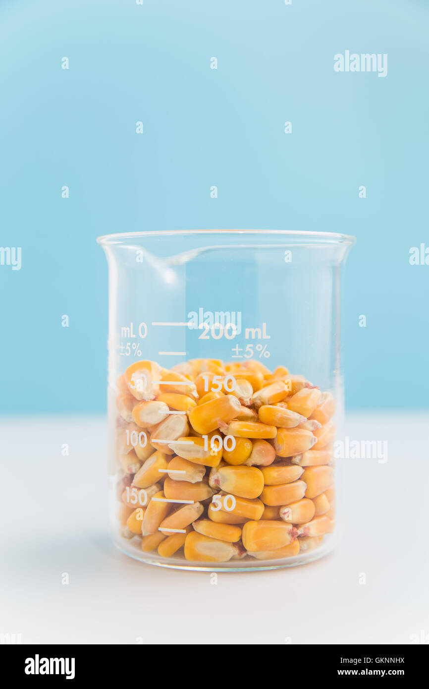Mais im Becher auf blau in der Forschung von Nahrungsmitteln, GVO und Biokraftstoffe Stockfoto