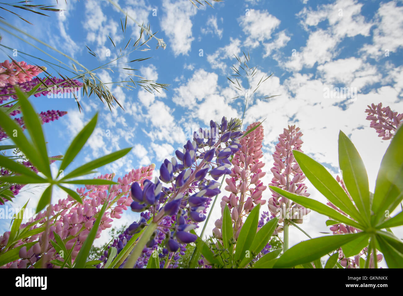 Ansicht von lila und rosa wilde Lupinen Blumen von unten auf blauen Himmel Stockfoto