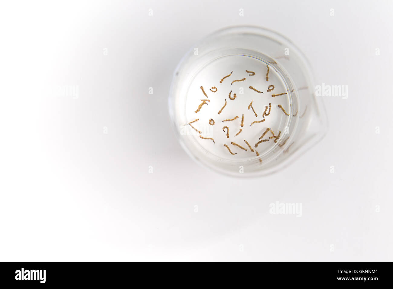 Mückenlarven in einem wissenschaftlichen Becherglas wird verwendet in der medizinischen Forschung auf weiß Stockfoto