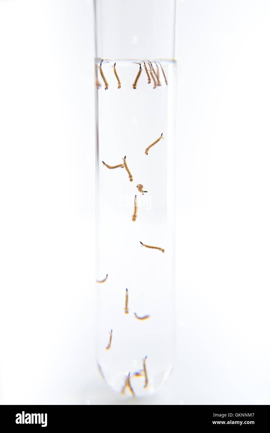 Mückenlarven in einem wissenschaftlichen Reagenzglas gefüllt mit Wasser bereit zum Testen der medizinischen Forschungs Stockfoto