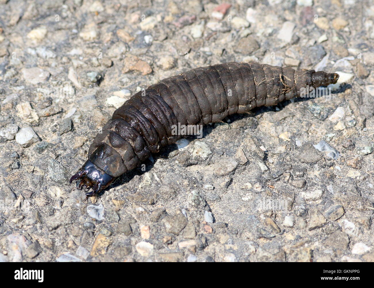 Larve des Europäischen große silberne Wasserkäfer (Hydrophilus Piceus
