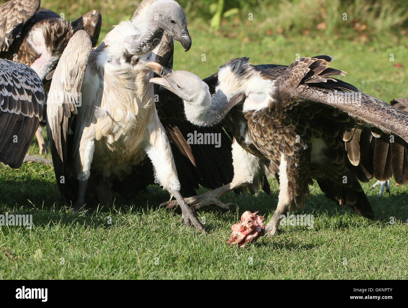 Rüppell Gänsegeier (abgeschottet Rueppellii) Gezänk über ein Stück Fleisch mit einer afrikanischen Weißrückenspecht Geier (abgeschottet Africanus) Stockfoto