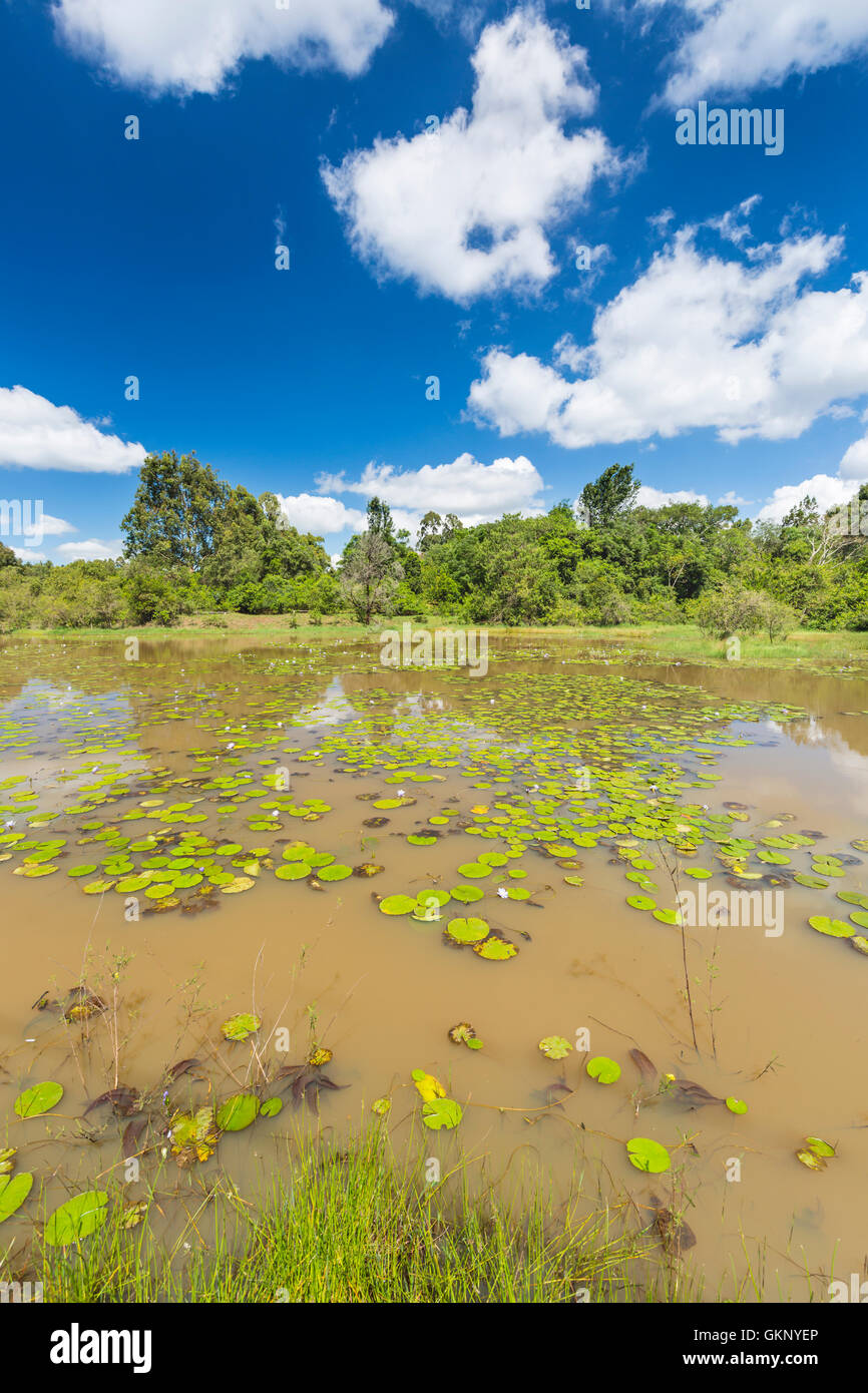 Der schöne Lily-See im Karura Wald mit tiefblauen Himmel in Nairobi, Kenia. Stockfoto