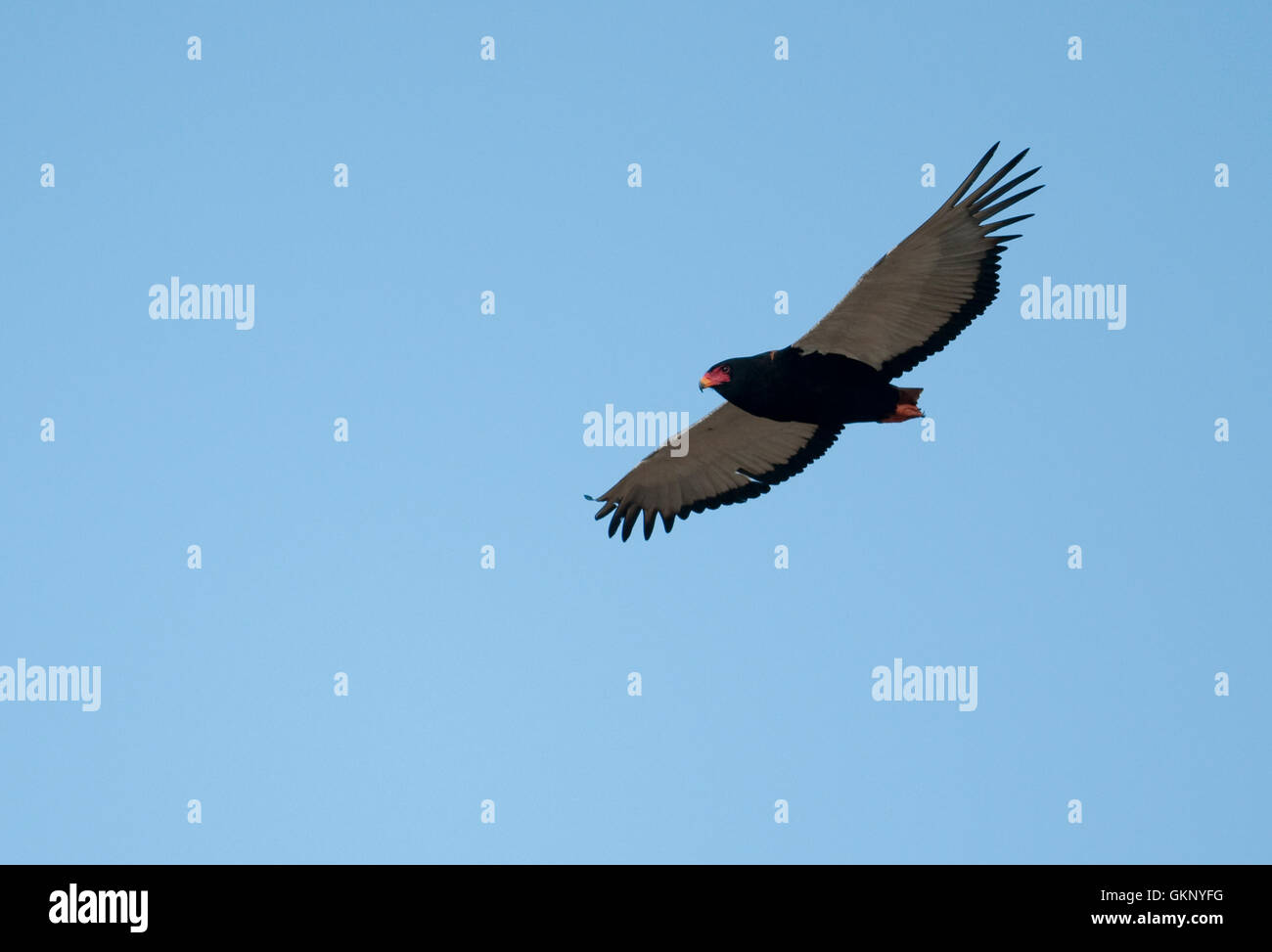 Sie (Terathopius ecaudatus) im Flug über den Krüger Nationalpark Stockfoto
