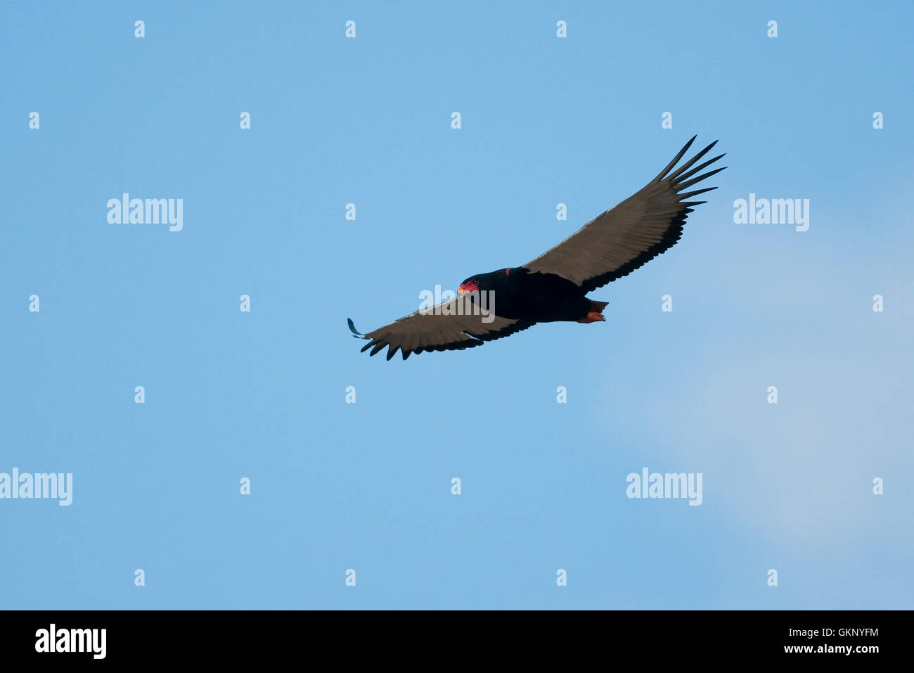 Sie (Terathopius ecaudatus) im Flug über den Krüger Nationalpark Stockfoto