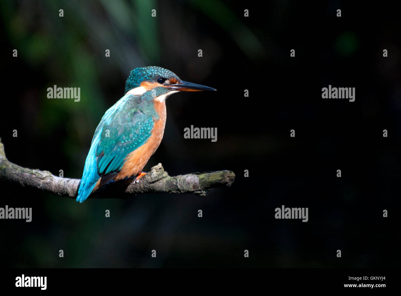 Eisvogel (Alcedo Atthis) auf einem Hochsitz Stockfoto